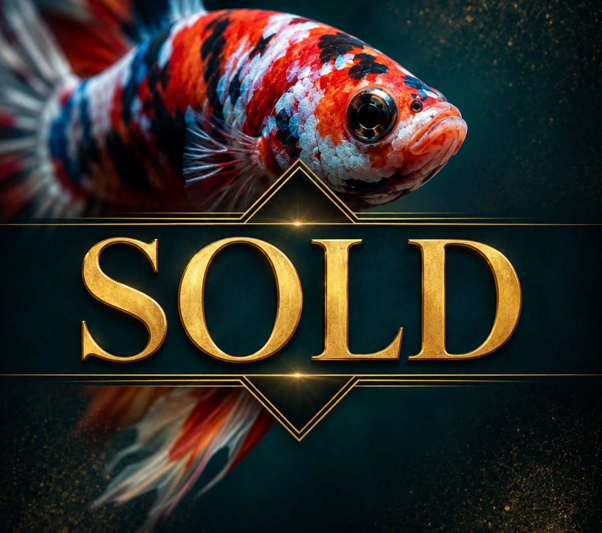SOLD BETTAS