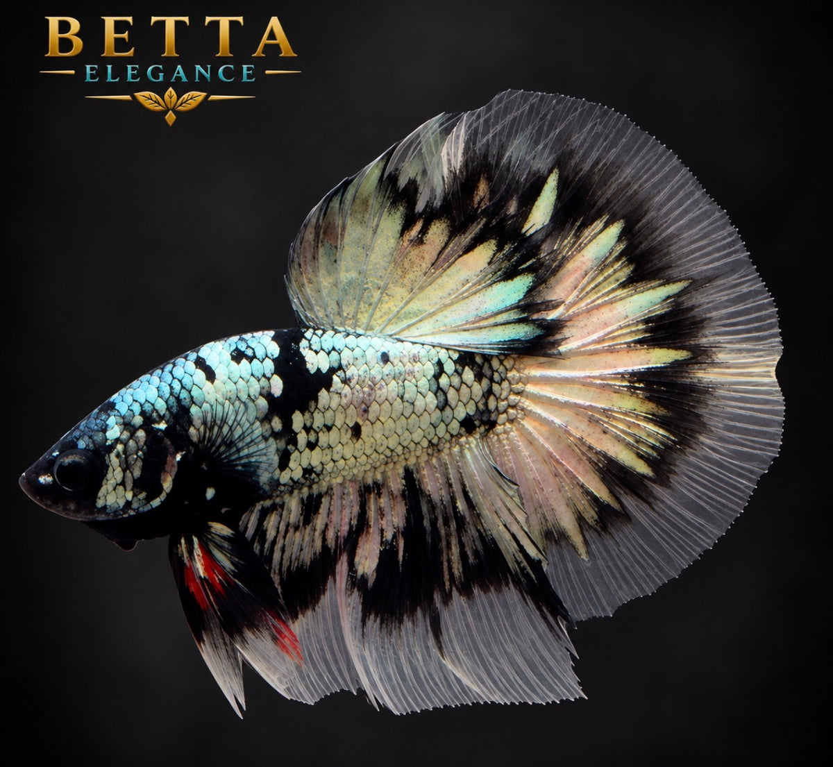 LIVE MALE BETTA / BLACK COPPER HALFMOON #ML1233