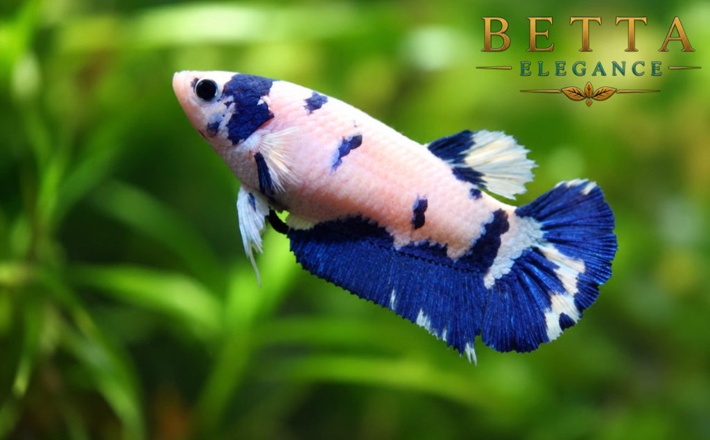 LIVE FEMALE BETTA / MARBLE BLUE RIM MILK COW HMPK #FM1104