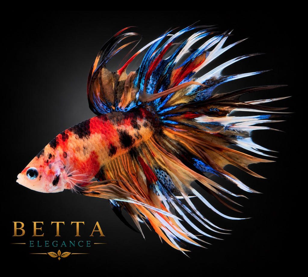 LIVE MALE BETTA / NEMO GALAXY CROWNTAIL #ML1211