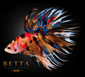 LIVE MALE BETTA / NEMO GALAXY CROWNTAIL #ML1211