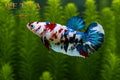 LIVE FEMALE BETTA / BLUE GALAXY HMPK #FM984