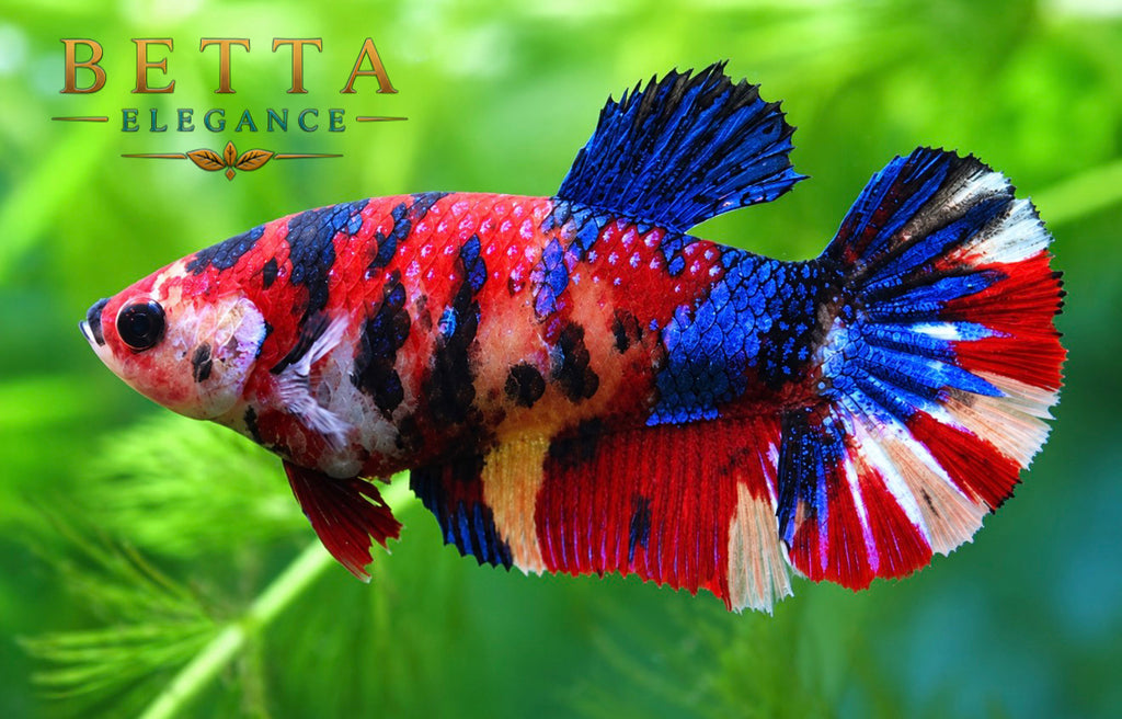 LIVE FEMALE BETTA / NEMO CANDY HMPK #FM1108