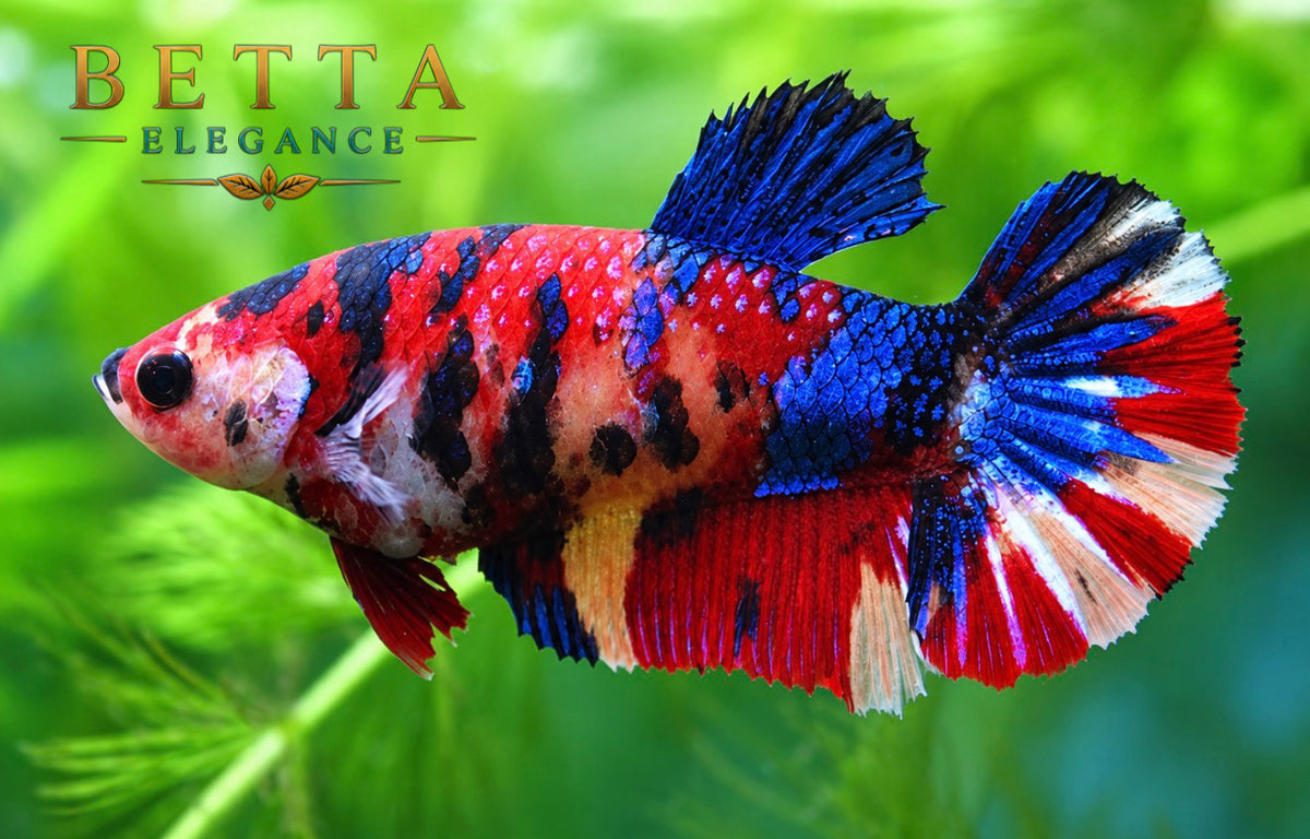LIVE FEMALE BETTA / NEMO CANDY HMPK #FM1108