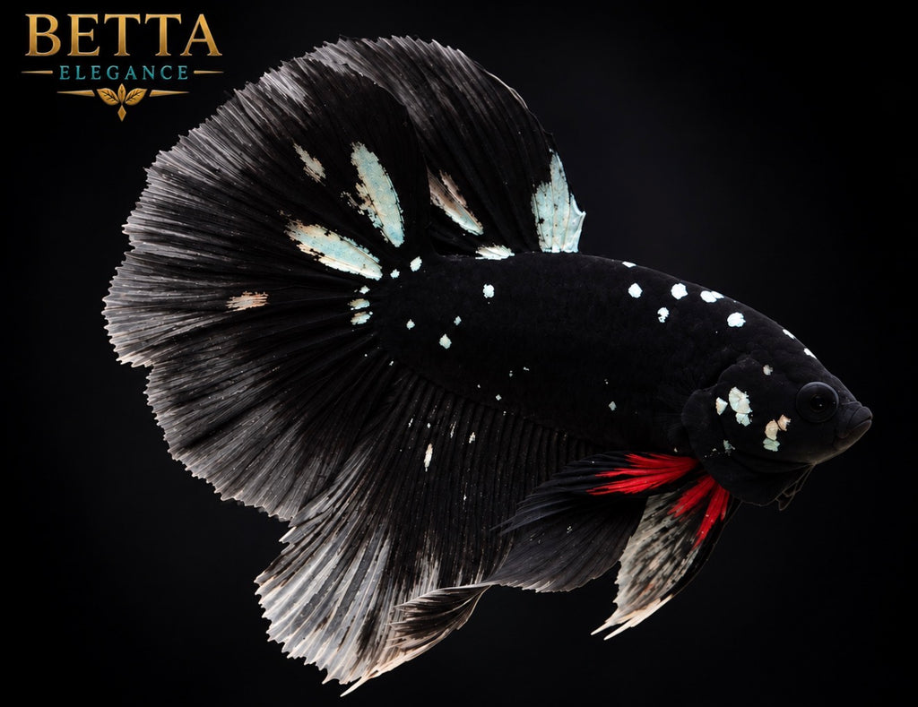EXOTIC LIVE MALE BETTA / BLACK GALAXY HALFMOON #ML1252