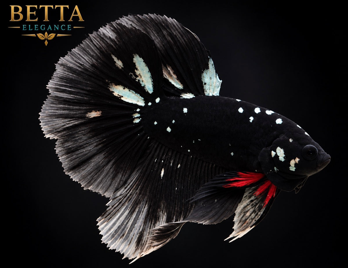 EXOTIC LIVE MALE BETTA / BLACK GALAXY HALFMOON #ML1252