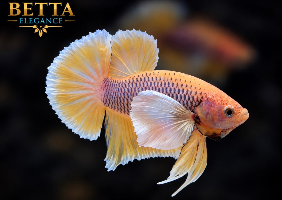 LIVE MALE BETTA / PINEAPPLE DUMBO HMPK #ML1249