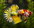 EXOTIC LIVE MALE BETTA / NEMO GALAXY COPPER STARTAIL HMPK #ML0987