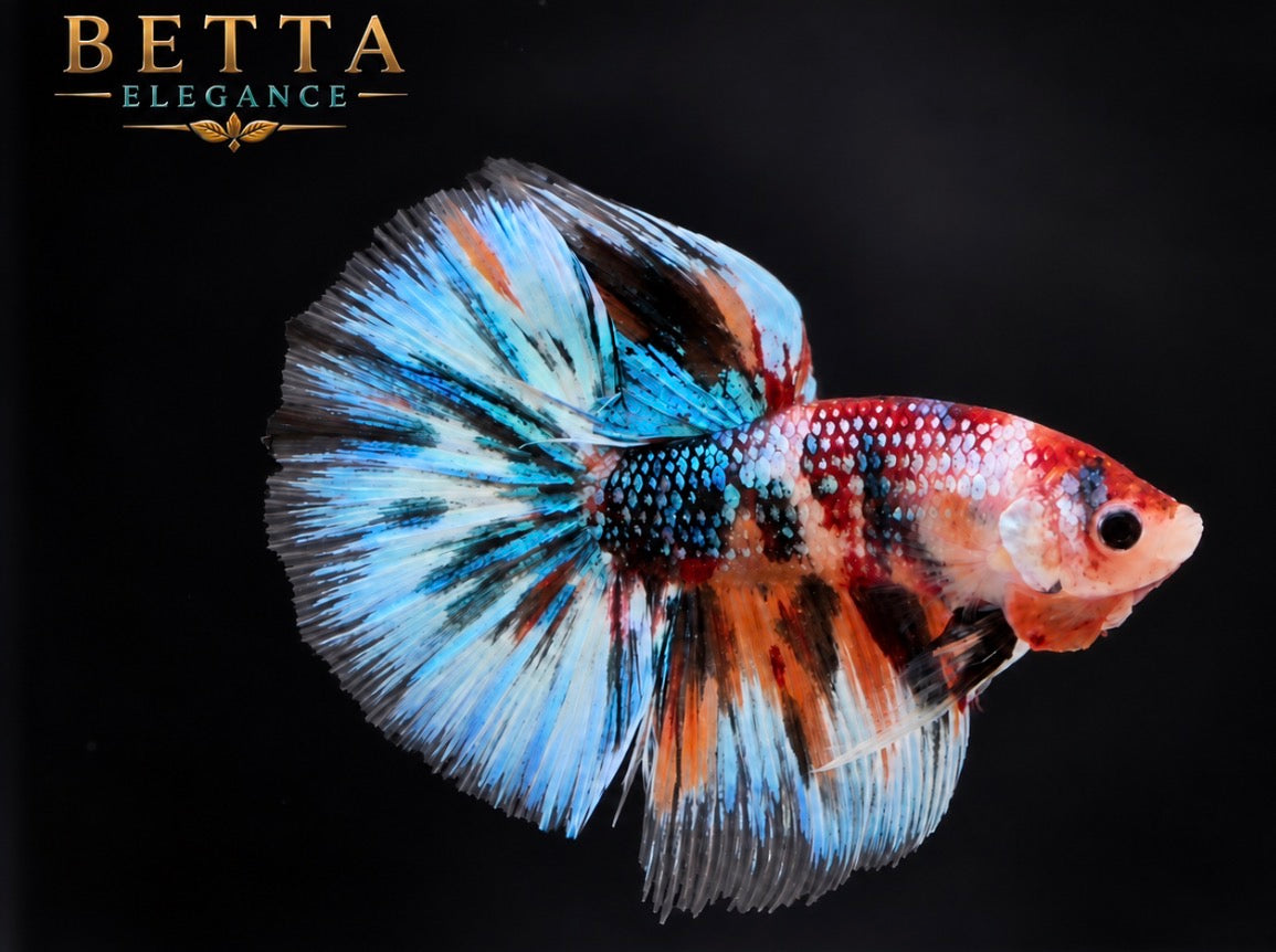 LIVE MALE BETTA / NEMO GALAXY METALLIC HALFMOON #ML1221