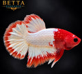 LIVE MALE BETTA / FANCY COPPER HMPK #ML1244