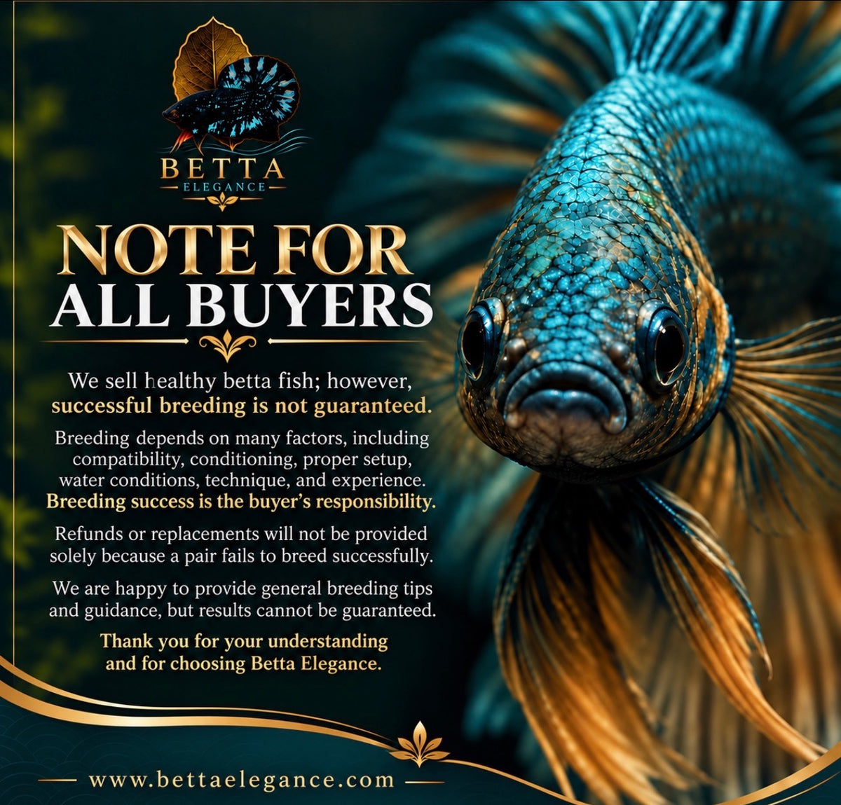 EXOTIC LIVE MALE BETTA / BLACK GALAXY HALFMOON #ML1252