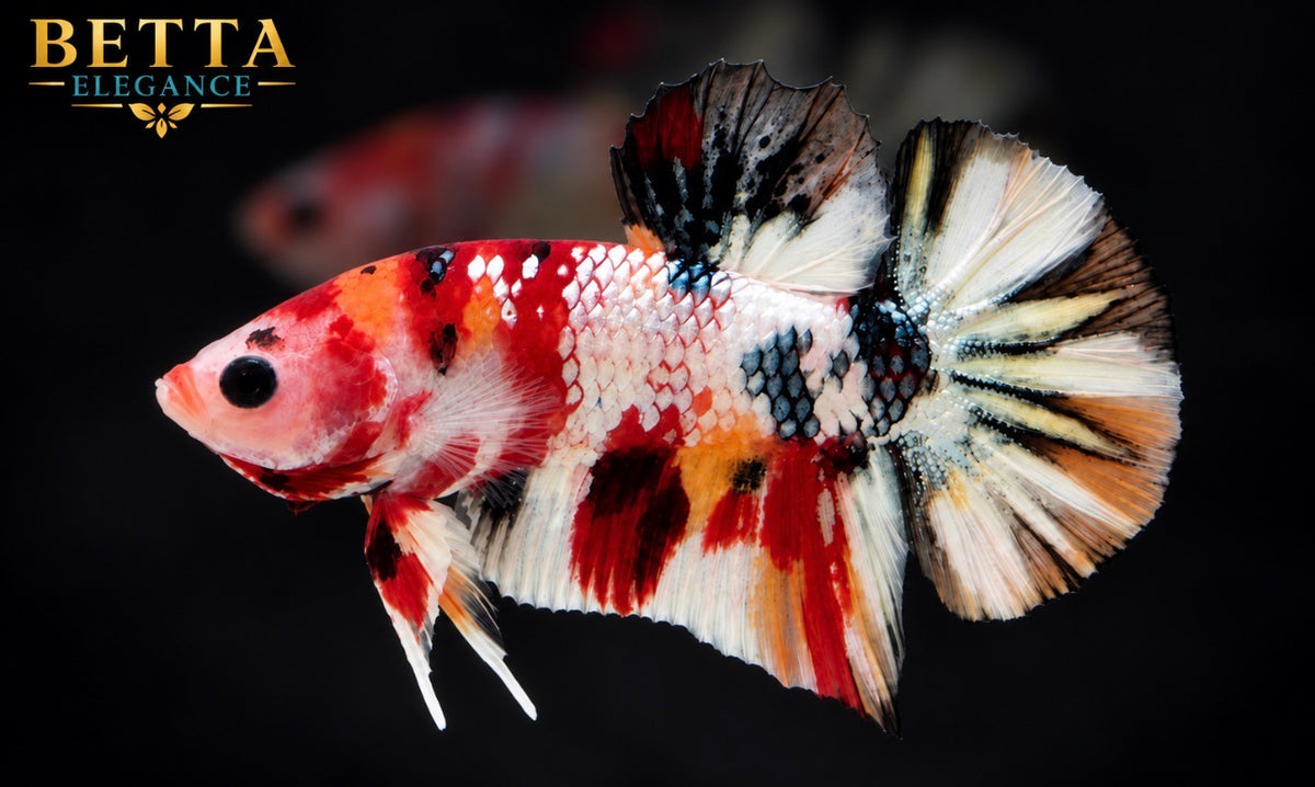 LIVE MALE BETTA / NEMO GALAXY METALLIC HMPK #ML1243