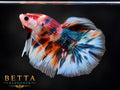 LIVE MALE BETTA / NEMO GALAXY METALLIC HALFMOON #ML1221