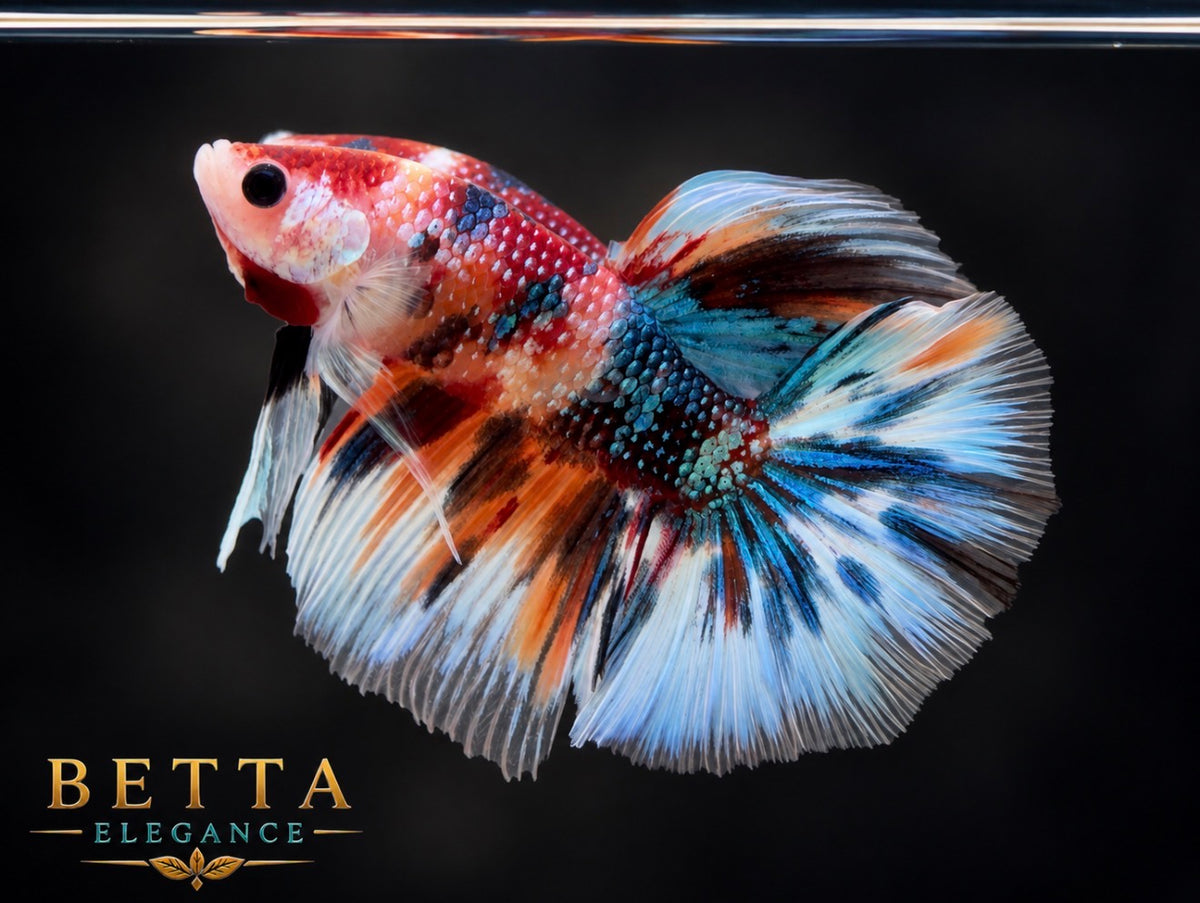 LIVE MALE BETTA / NEMO GALAXY METALLIC HALFMOON #ML1221