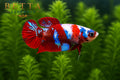 LIVE FEMALE BETTA / RED GALAXY HMPK #FM978