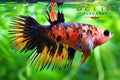 LIVE FEMALE BETTA / NEMO GALAXY CROWNTAIL #FM1117