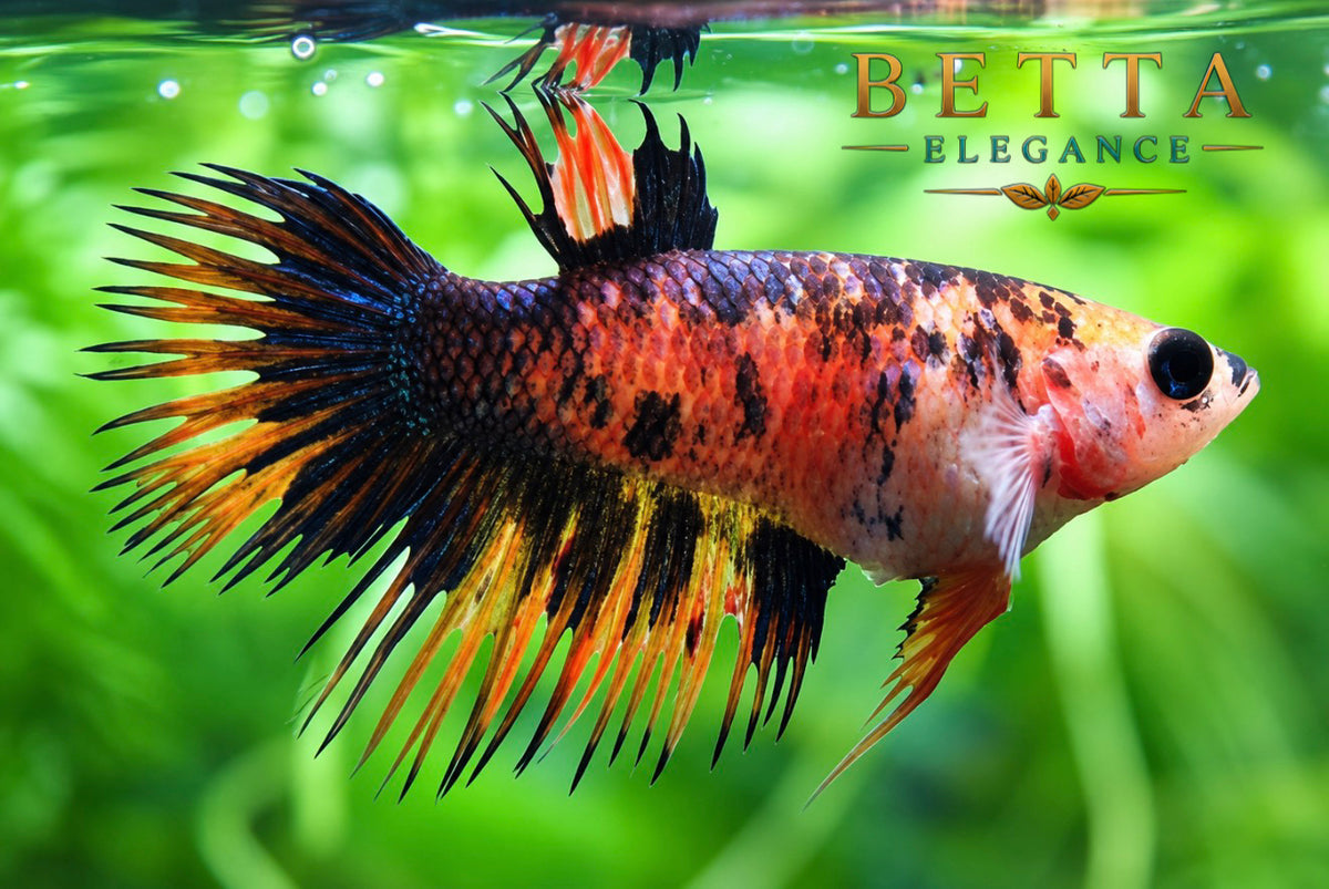 LIVE FEMALE BETTA / NEMO GALAXY CROWNTAIL #FM1117