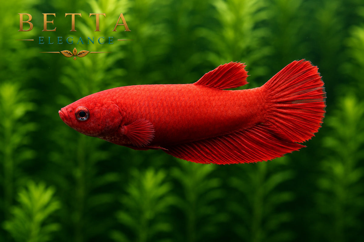 LIVE FEMALE BETTA / SUPER RED HMPK #FM1111