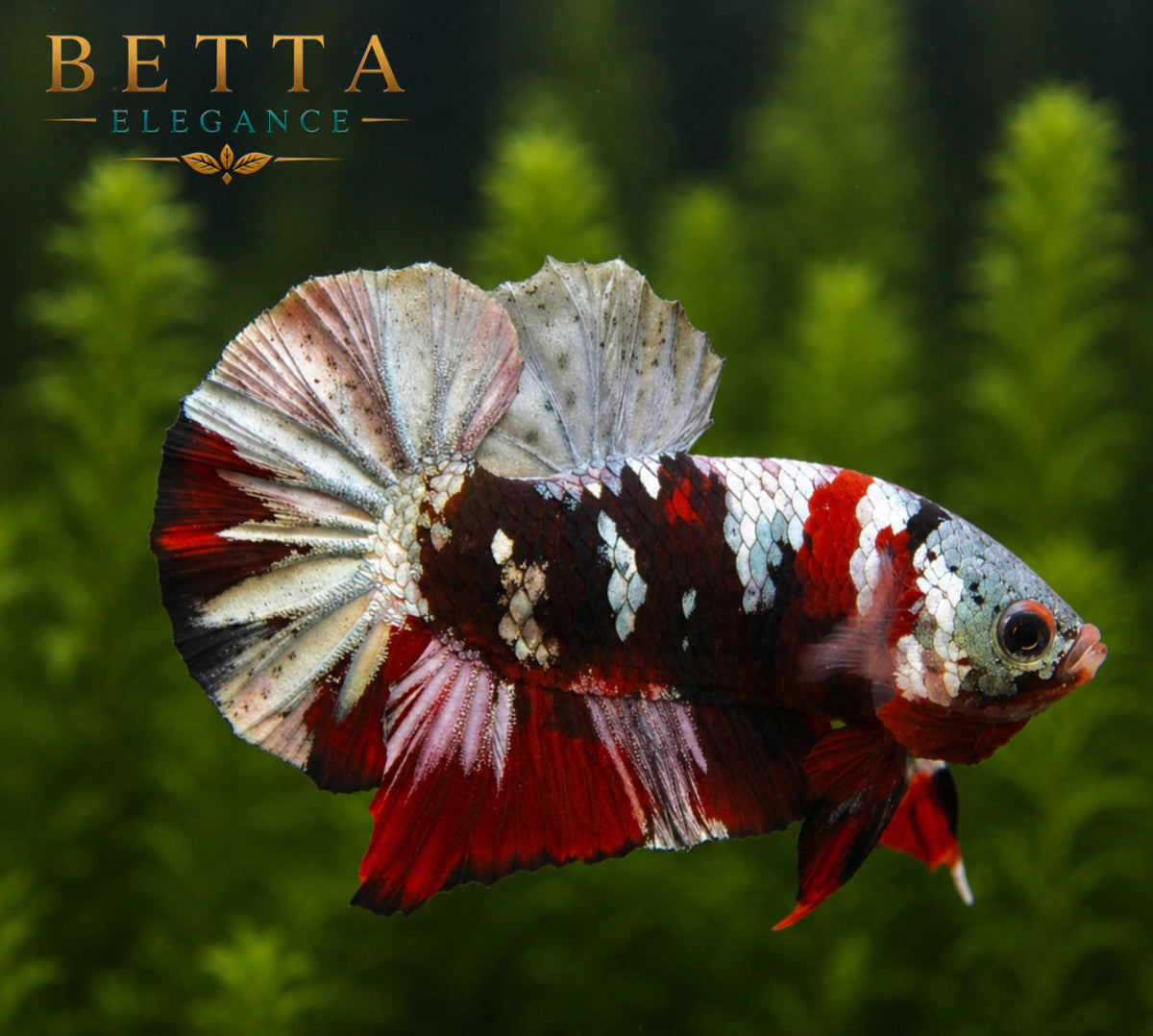LIVE MALE BETTA / RED GALAXY COPPER HMPK #ML0981
