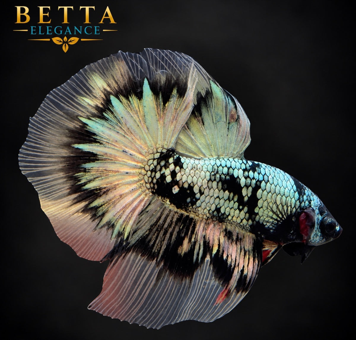 LIVE MALE BETTA / BLACK COPPER HALFMOON #ML1233