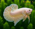 LIVE MALE BETTA / SUPER GOLD HMPK #ML0852