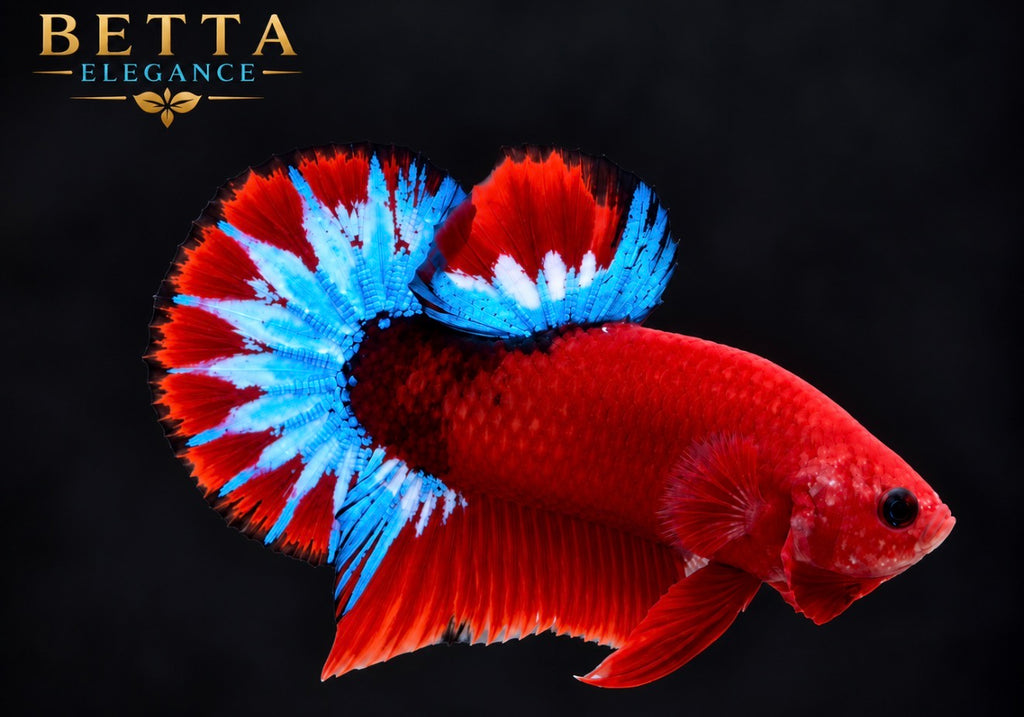 EXOTIC LIVE MALE BETTA / HELLBOY BLUE STAR HMPK #ML1230