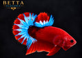 EXOTIC LIVE MALE BETTA / HELLBOY BLUE STAR HMPK #ML1230