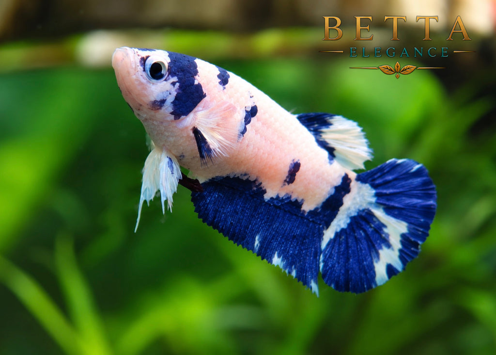 LIVE FEMALE BETTA / MARBLE BLUE RIM MILK COW HMPK #FM1104