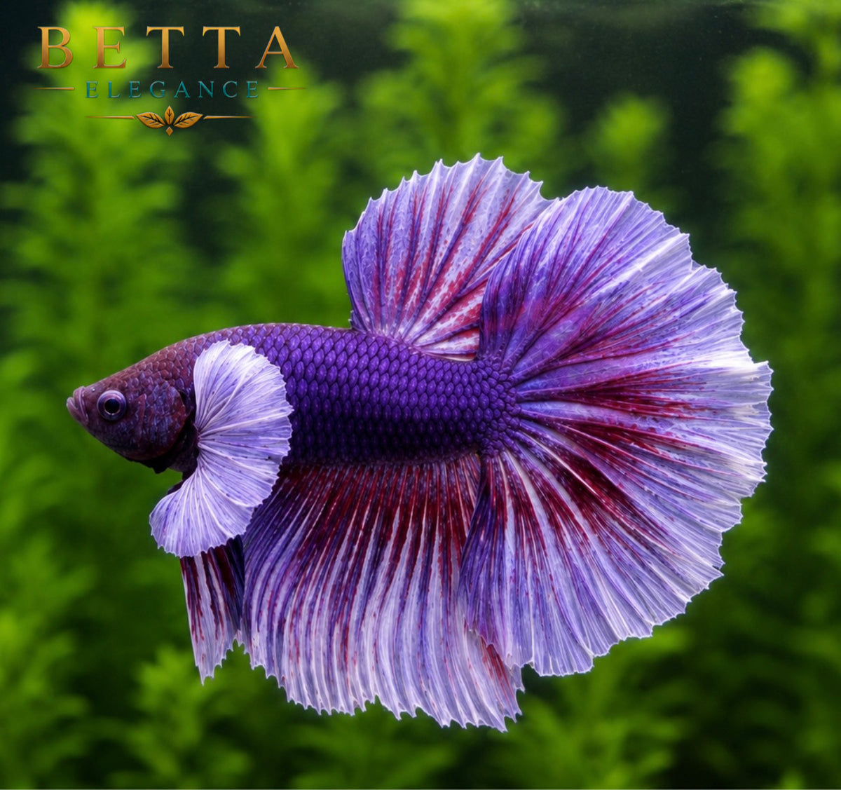LIVE MALE BETTA / LAVENDER DUMBO HALFMOON #ML1005
