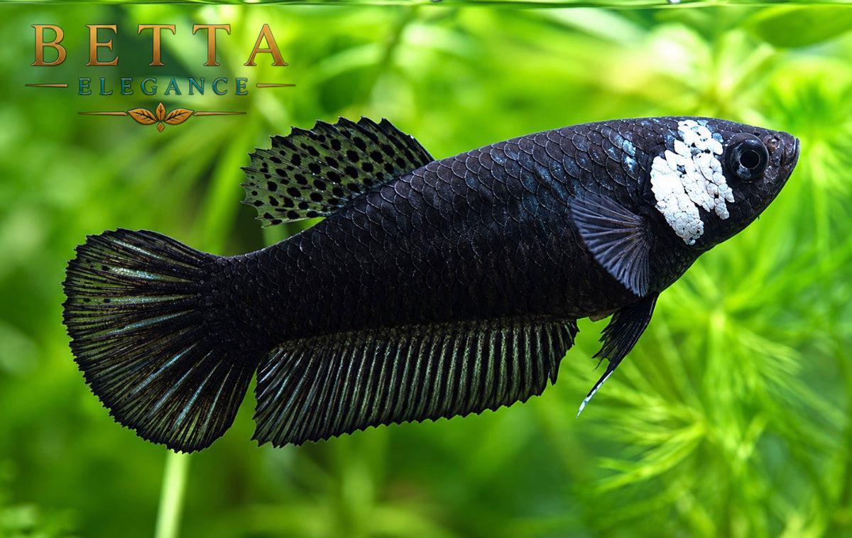 LIVE FEMALE BETTA / BLACK SAMURAI #FM1118