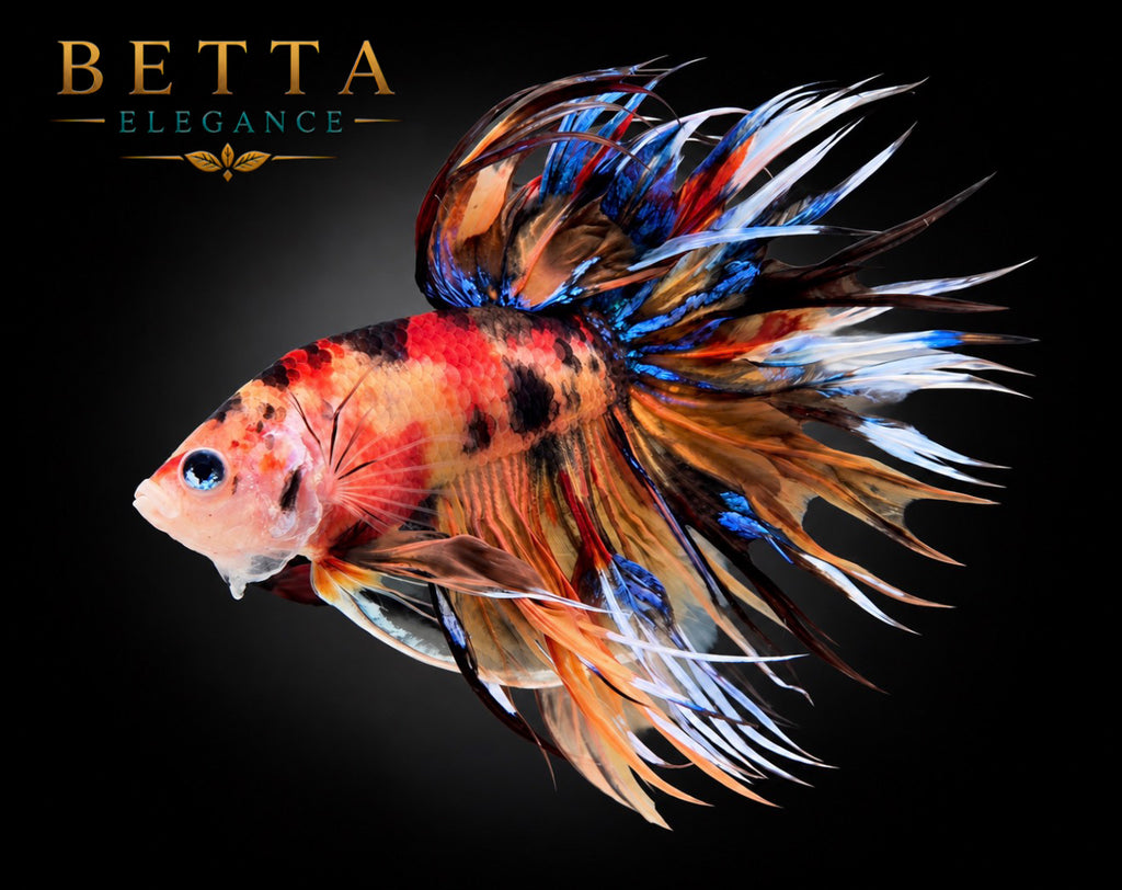 LIVE MALE BETTA / NEMO GALAXY CROWNTAIL #ML1211