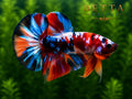 LIVE MALE BETTA / NEMO GALAXY MULTICOLOR HMPK #ML0862