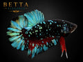 LIVE MALE BETTA / BLACK BLUE GALAXY AVATAR HMPK #ML1207
