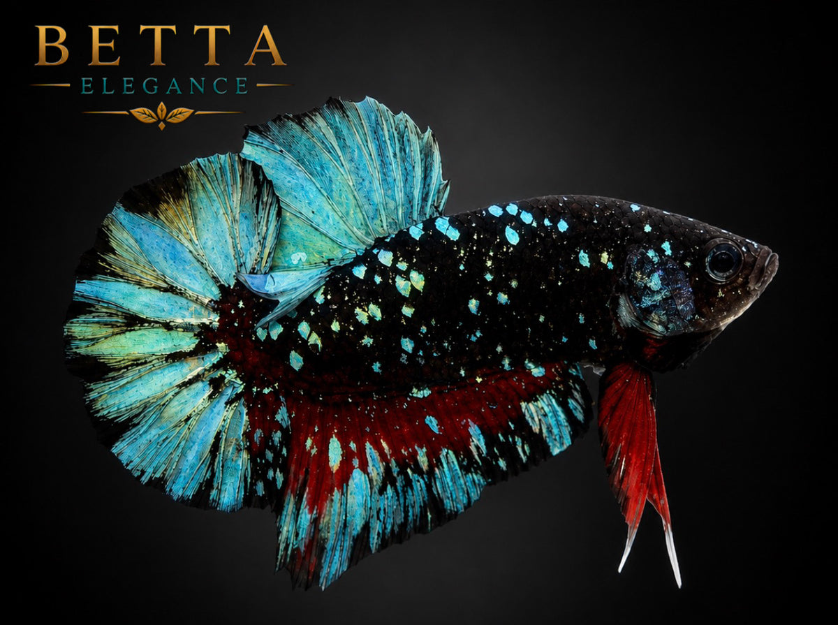 LIVE MALE BETTA / BLACK BLUE GALAXY AVATAR HMPK #ML1207