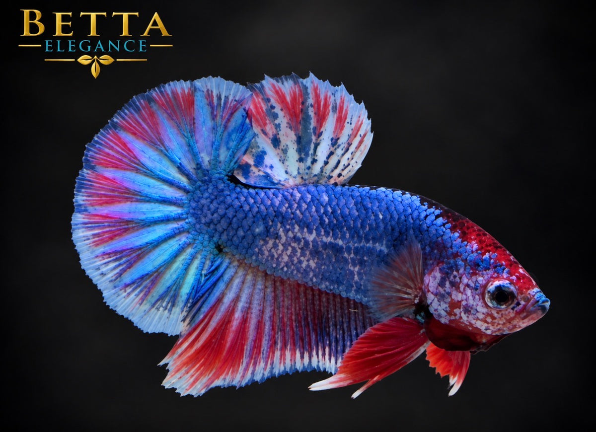 LIVE MALE BETTA / JUVENILE BLACK BLUE GALAXY HMPK #ML1248