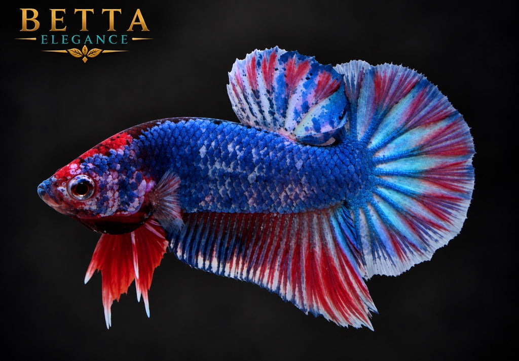 LIVE MALE BETTA / JUVENILE BLACK BLUE GALAXY HMPK #ML1248