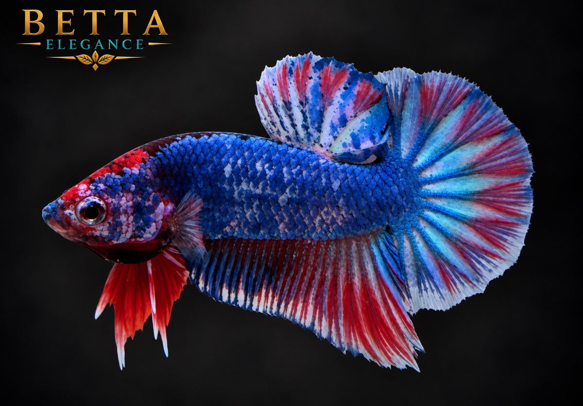 LIVE MALE BETTA / JUVENILE BLACK BLUE GALAXY HMPK #ML1248