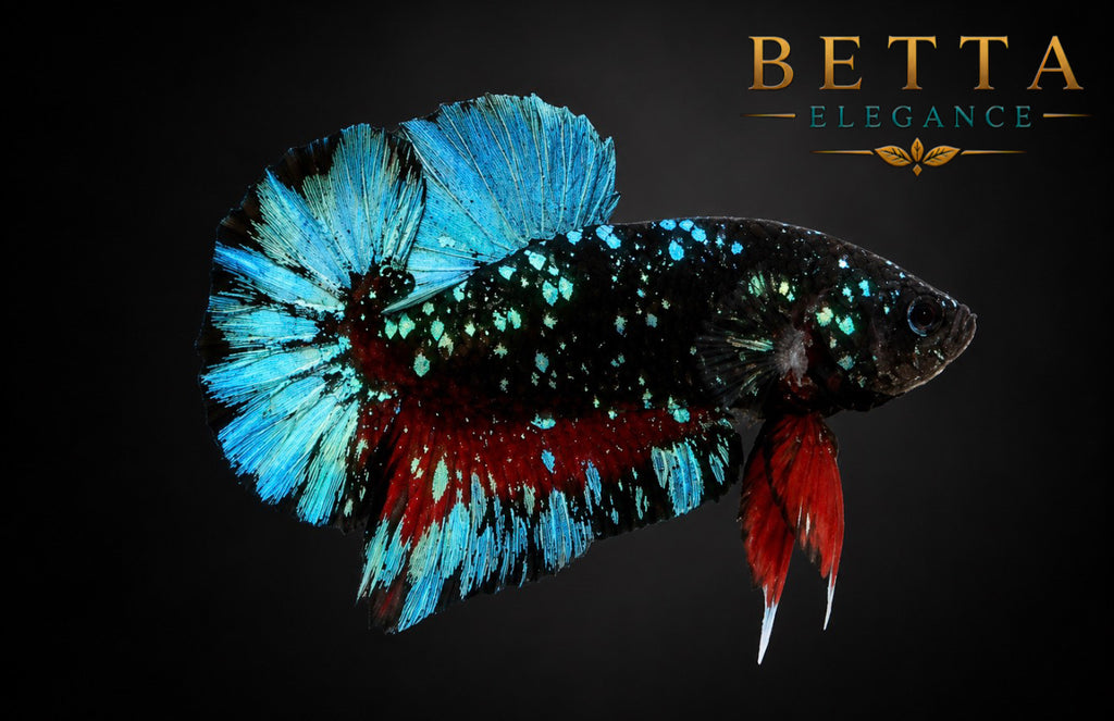 LIVE MALE BETTA / BLACK BLUE GALAXY AVATAR HMPK #ML1207