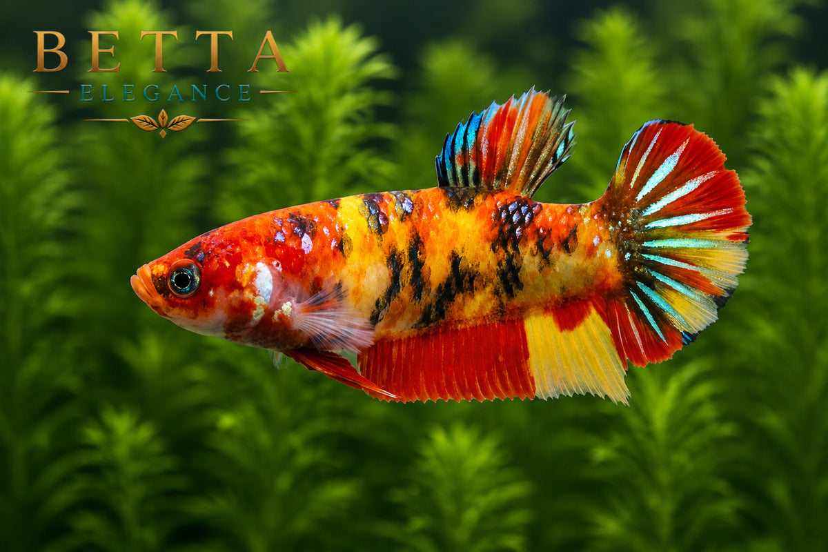 LIVE FEMALE BETTA / NEMO GALAXY HMPK #FM973