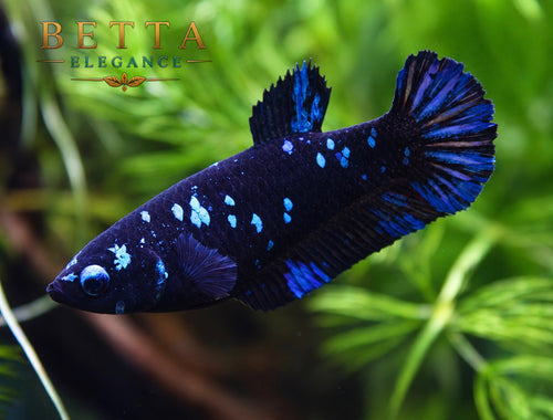 LIVE FEMALE BETTA / BLACK BLUE GALAXY HMPK #FM1119