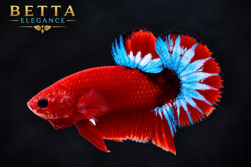 EXOTIC LIVE MALE BETTA / HELLBOY BLUE STAR HMPK #ML1230