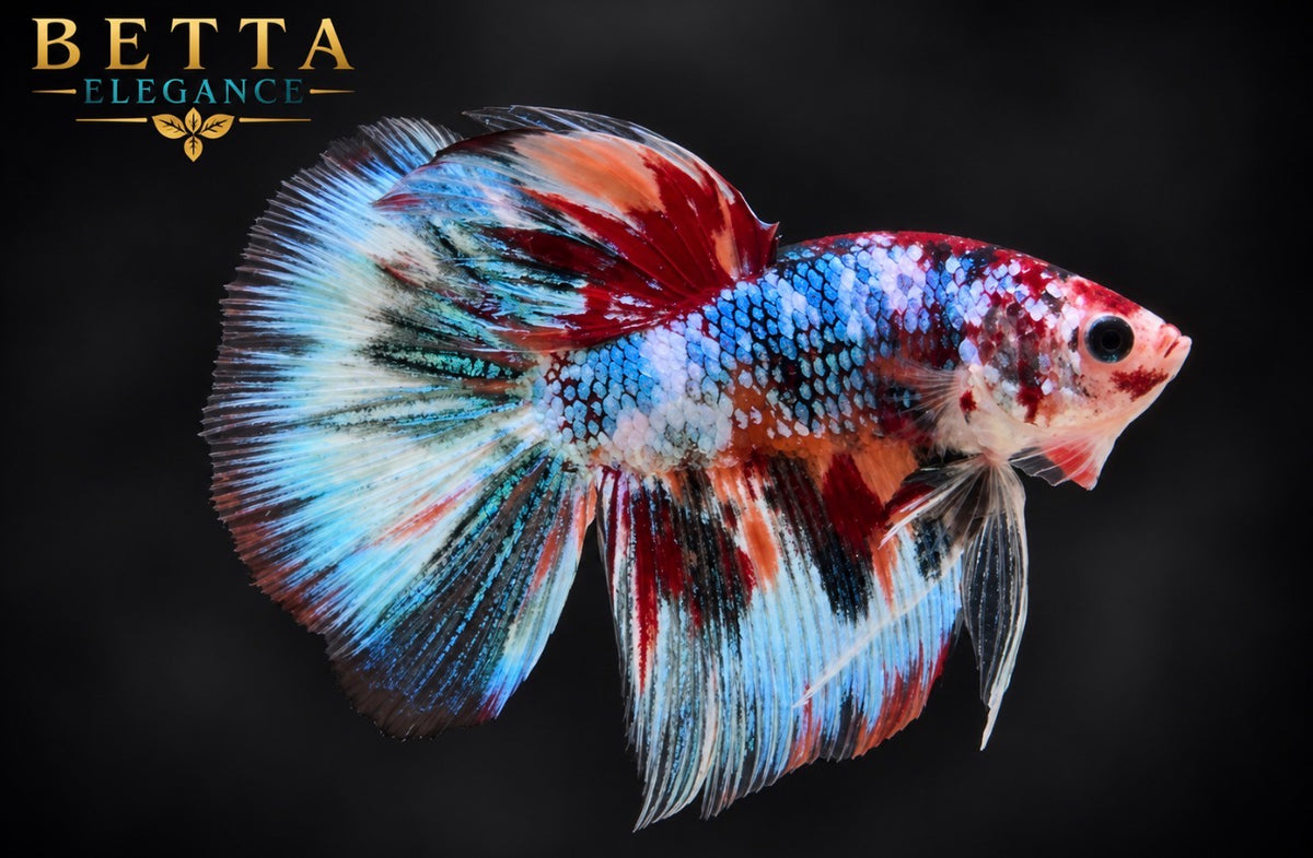 LIVE MALE BETTA / NEMO GALAXY HALFMOON #ML1232