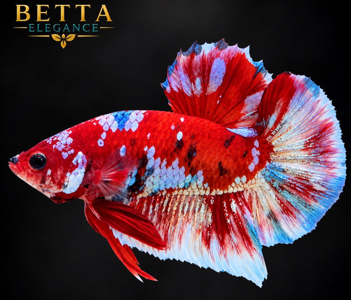 LIVE MALE BETTA / RED GALAXY HMPK #ML1241