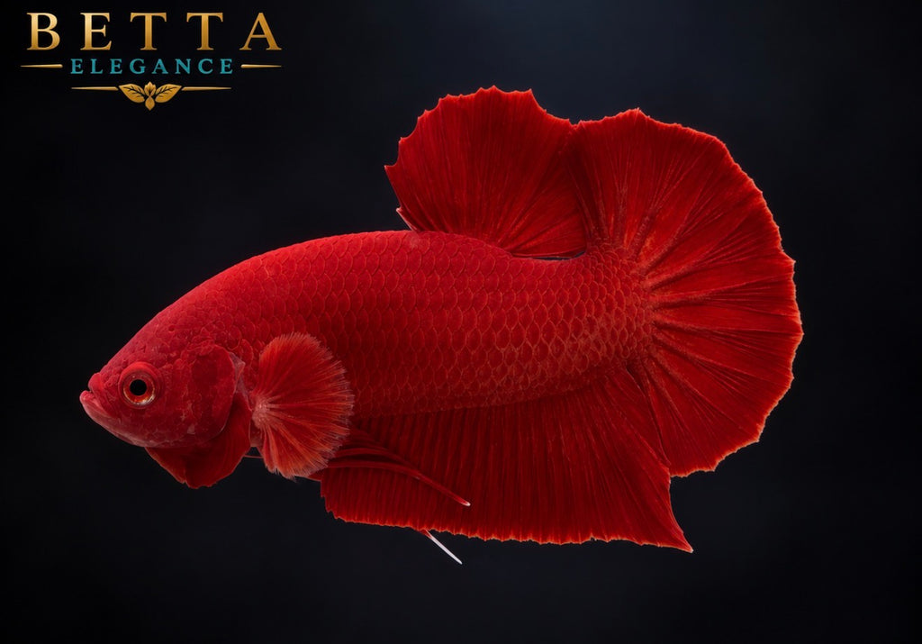 LIVE MALE BETTA / SUPER RED HMPK #ML1226