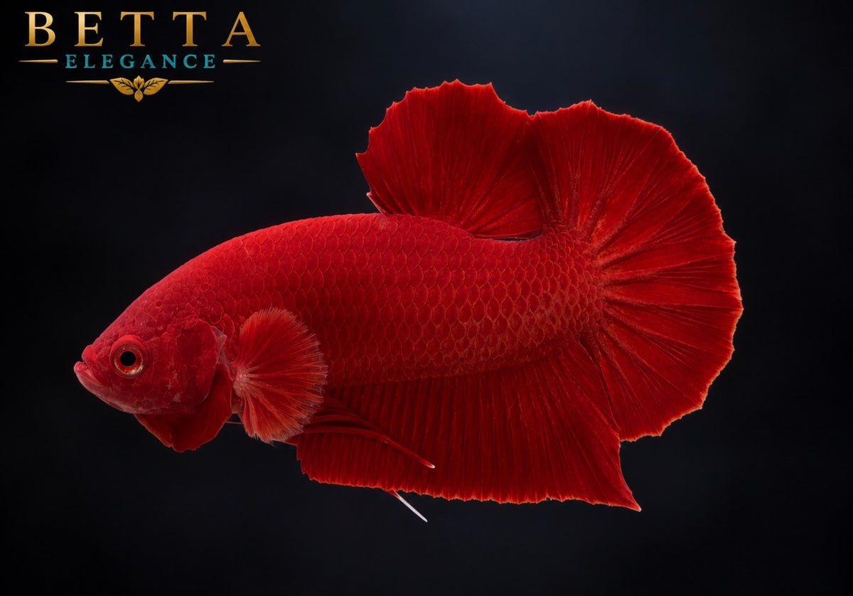 LIVE MALE BETTA / SUPER RED HMPK #ML1226