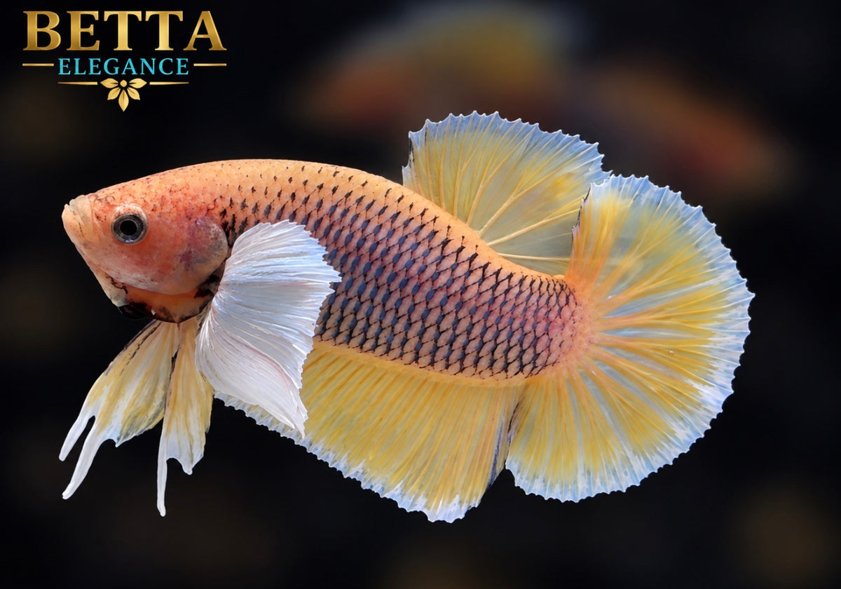 LIVE MALE BETTA / PINEAPPLE DUMBO HMPK #ML1249