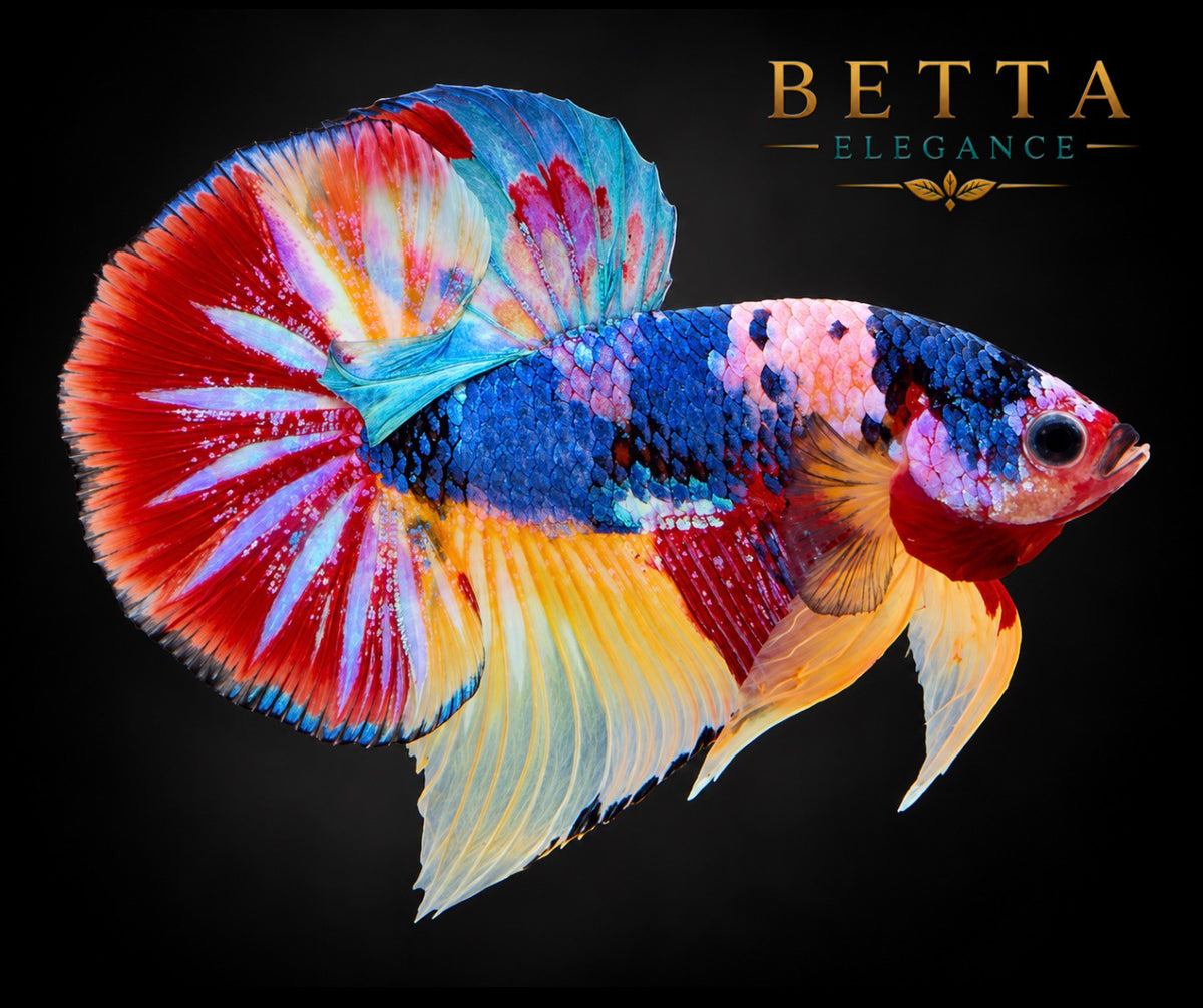 LIVE MALE BETTA / NEMO GALAXY HMPK #ML1212