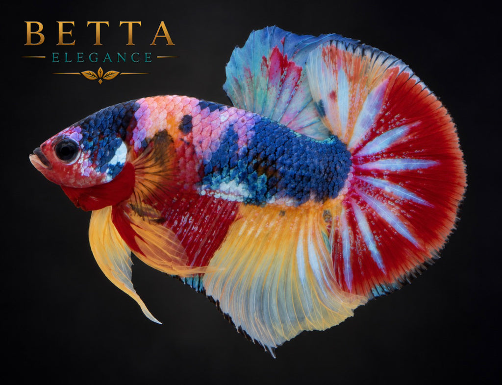 LIVE MALE BETTA / NEMO GALAXY HMPK #ML1212