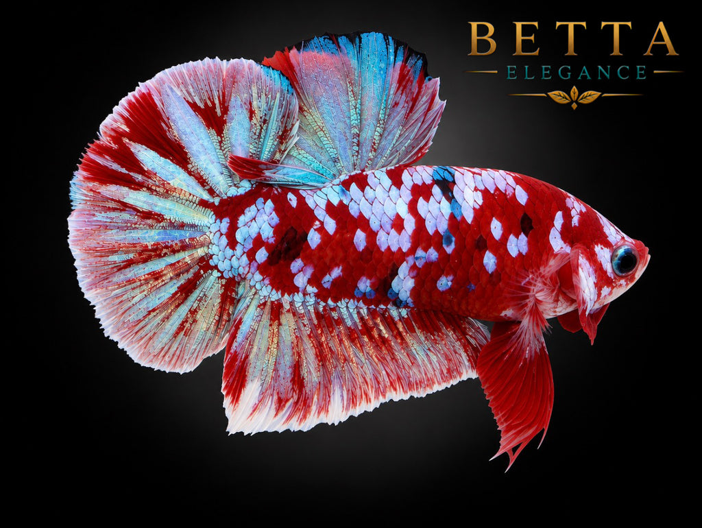 LIVE MALE BETTA / RED GALAXY KOI HMPK #ML1213