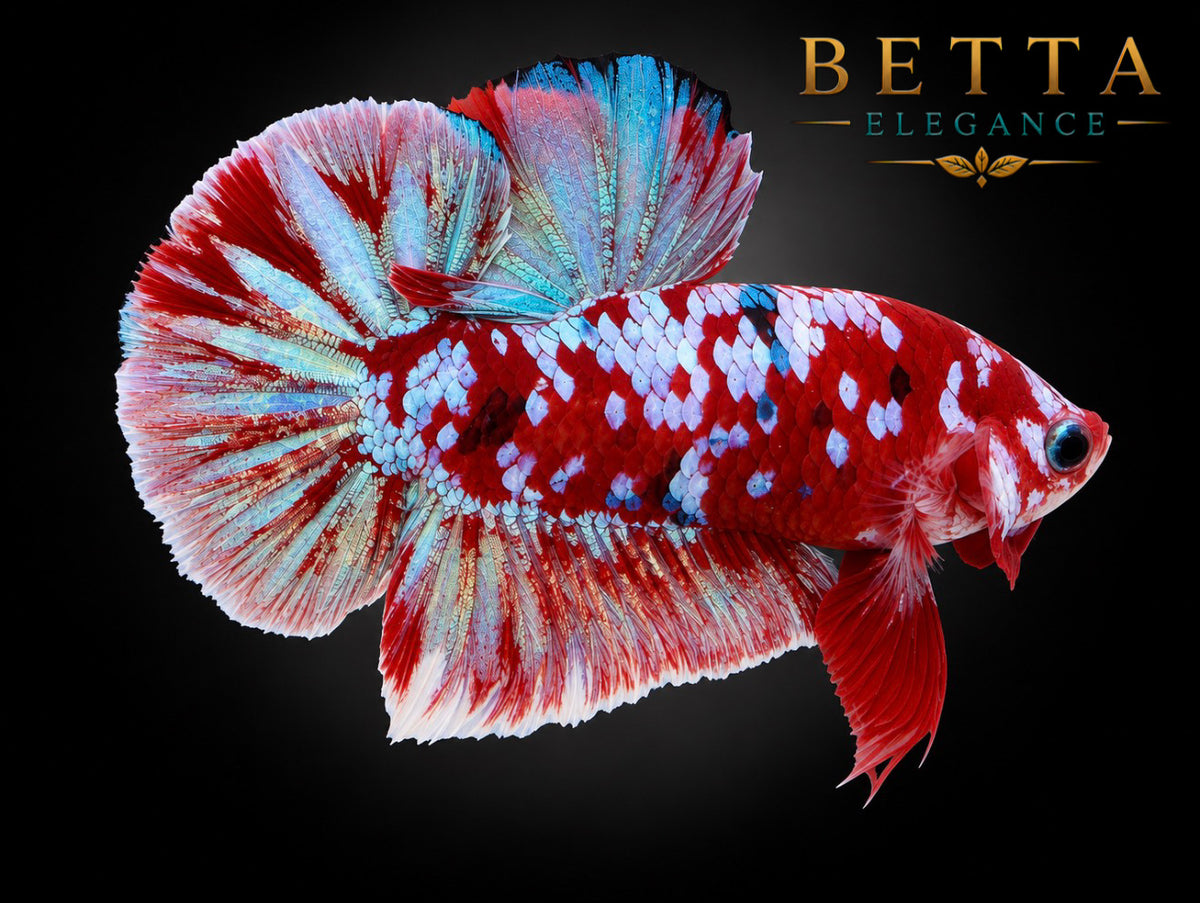 LIVE MALE BETTA / RED GALAXY KOI HMPK #ML1213